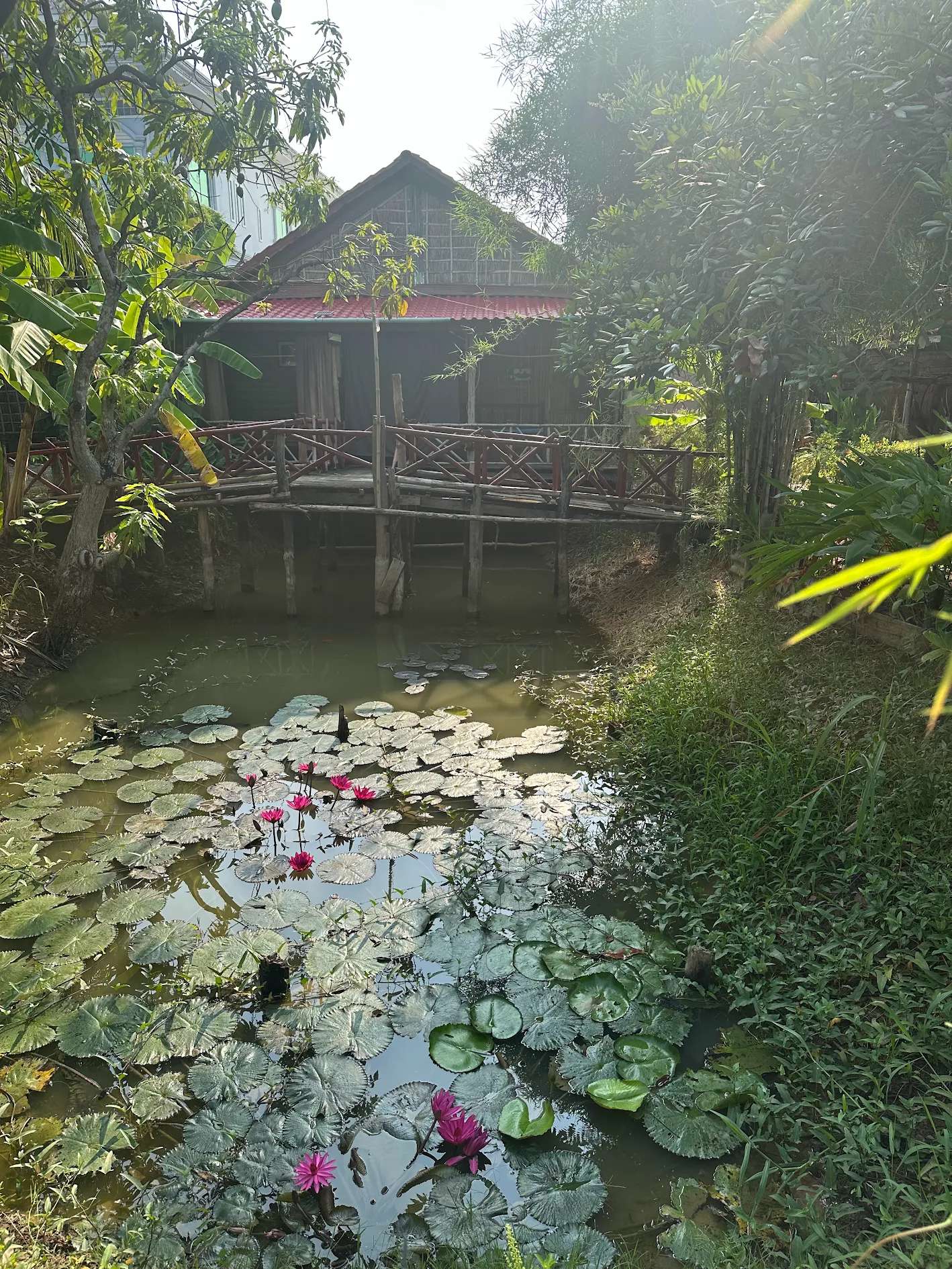 The lotus pond and wooden bungalow at Setha About The World Homestay
